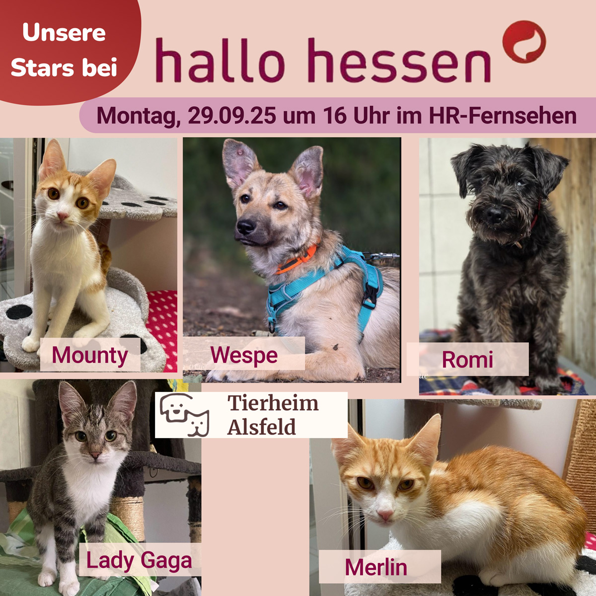 hallo hessen