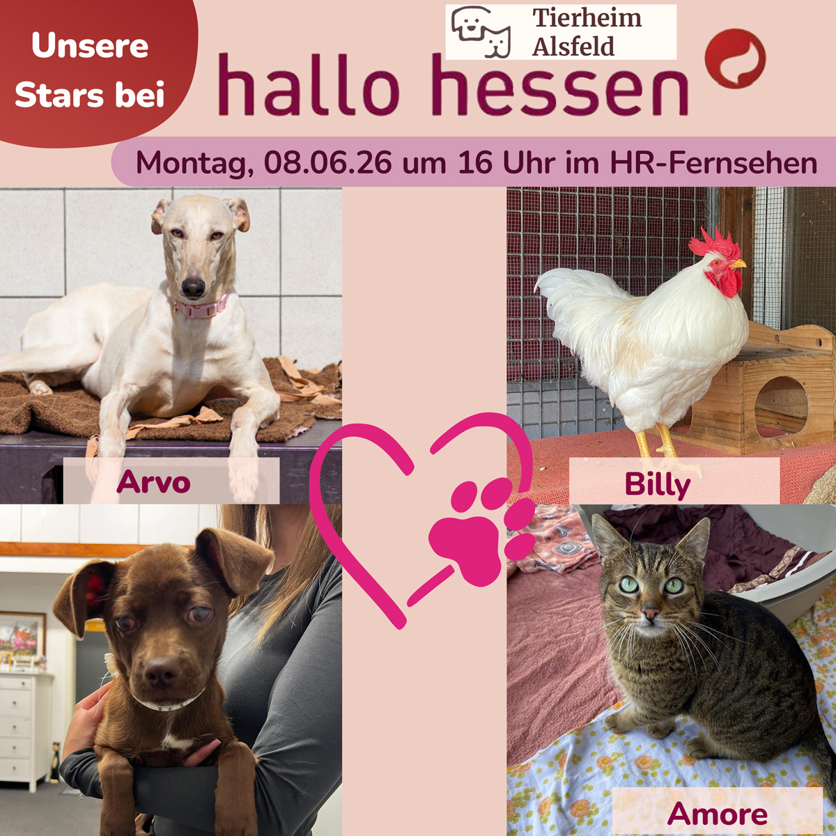 hallo hessen