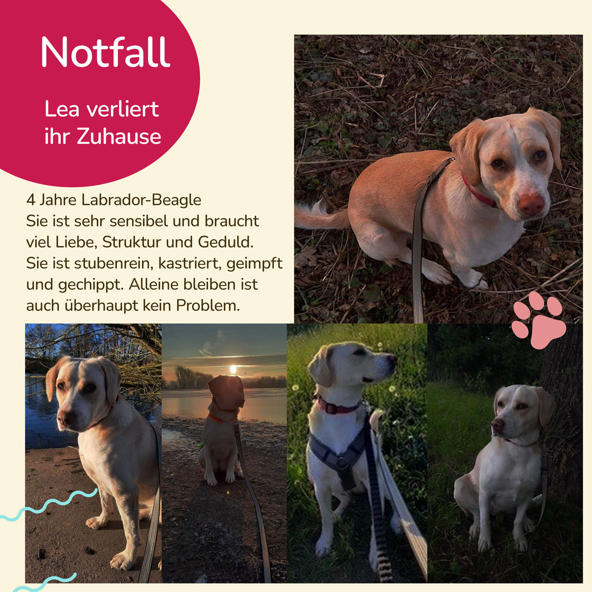 notfall lea