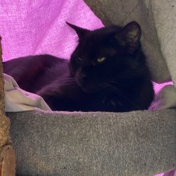 Odin-