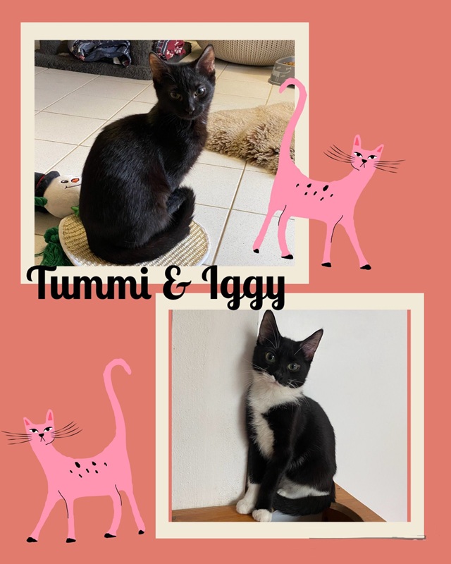 Tummi und Iggy