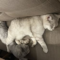 Max_und_Moritz_2
