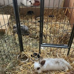 Tick_Trick_und_Track