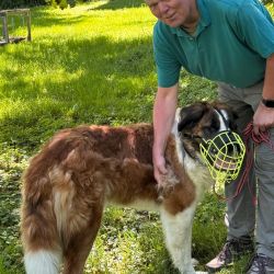 hundetrail-10