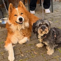 hundetrail-29