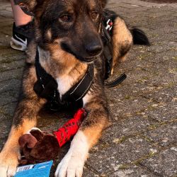 hundetrail-33
