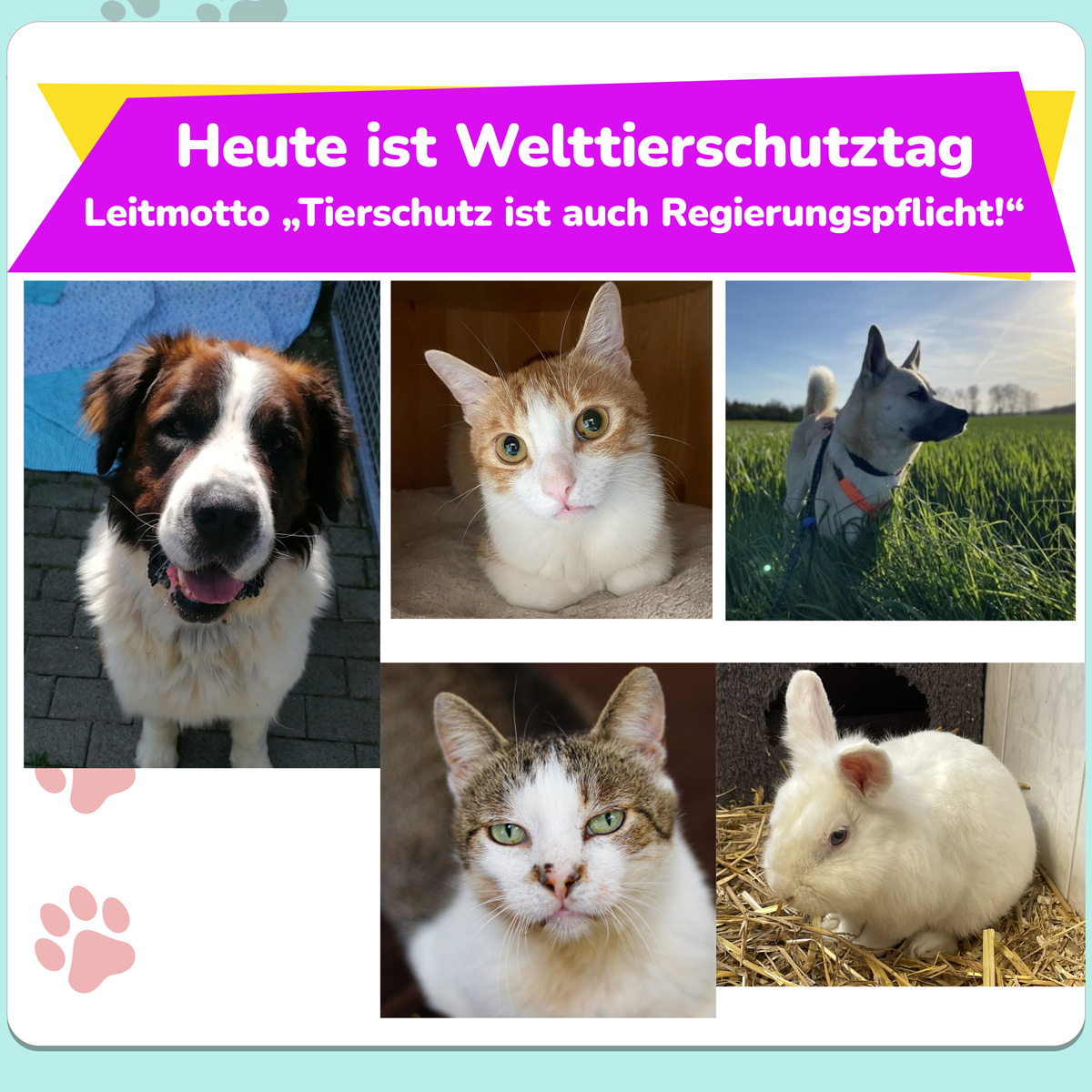 tierschutztag 25