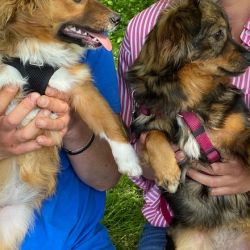 Queenie_und_Mamuschka_1