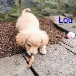 Lou
