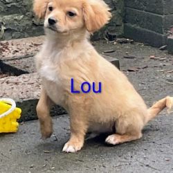 Lou_4