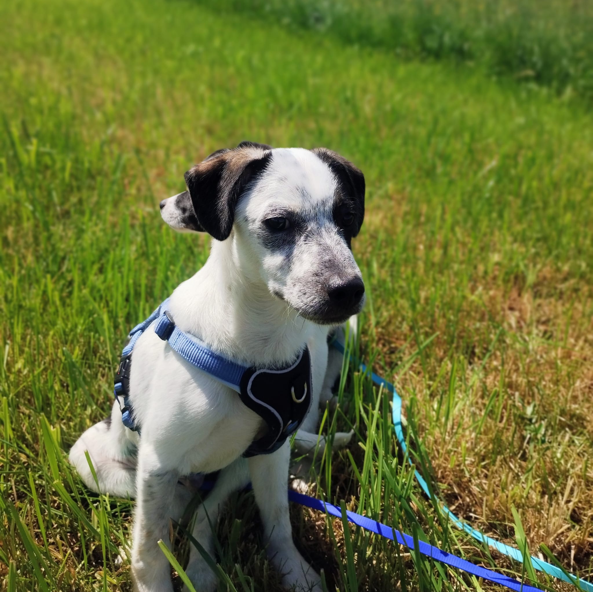 Pongo 1