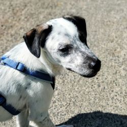 Pongo_5