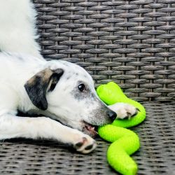 Pongo_6