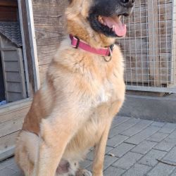 Simba11