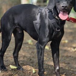 Miko_3