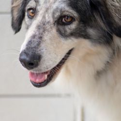 Nayla