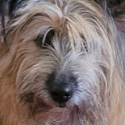 willi-1