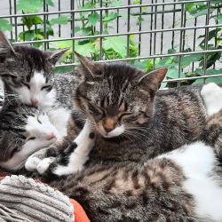 Dandelion_und_Familie