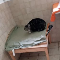 Vermittlungshilfe_Jana