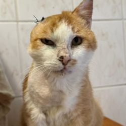 Der_orangefarbene_Kater_1
