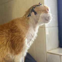 Der_orangefarbene_Kater_2