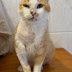 Der_orangefarbene_Kater_3