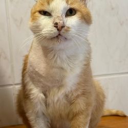 Der_orangefarbene_Kater_4