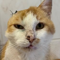 Der_orangefarbene_Kater_5