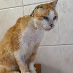 Der_orangefarbene_Kater_6