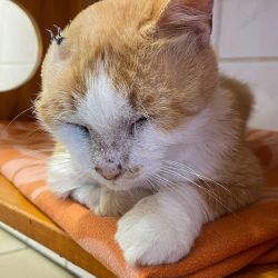 Der_orangefarbene_Kater_7