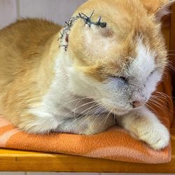 Der_orangefarbene_Kater_8