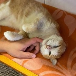 Der_orangefarbene_Kater_9