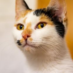 IMG_3431_Celione_Dion_quadratisch