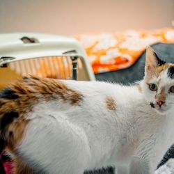 IMG_3436_Celione_Dion_quadratisch