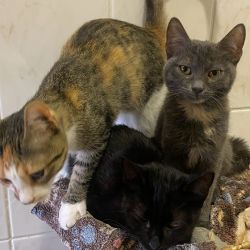 Momo_Minah_und_Fenja_2