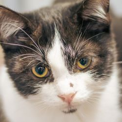 IMG_3330_Roland_kaiser_quadratisch