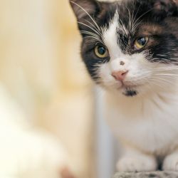 IMG_3345_Roland_kaiser_quadratisch