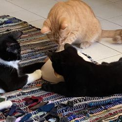 Igthorn_Herzog_Tummi