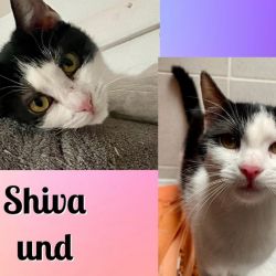Shiva_und_Berta