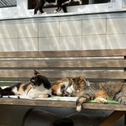 Naomi_Miss_Purrfect_und_Shirly
