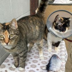 Naomi_und_Miss_Purrfect_1