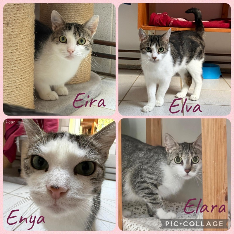 Elva Enya Elara Eira