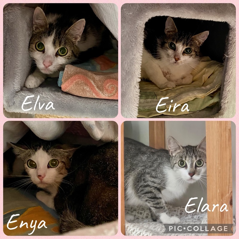 Elva Enya Elara Eira