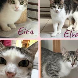 Eira_Enya_Elva_Elara