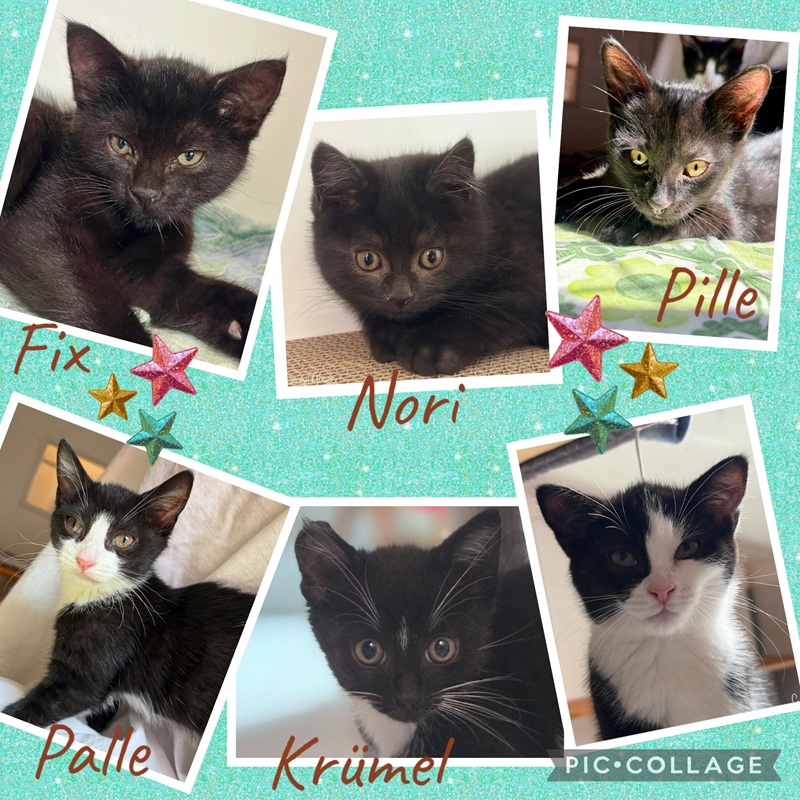 Kittenbande