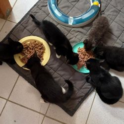 Kittenbande