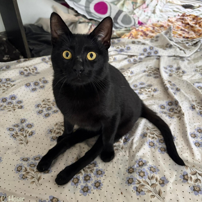 Kuro 6