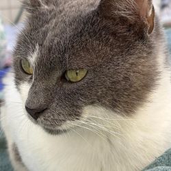 Smokey-White_3