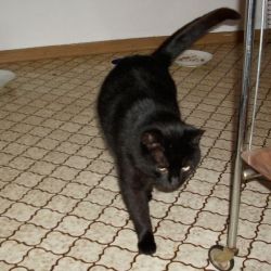 Kater_Otto4