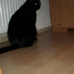 kater_Otto3